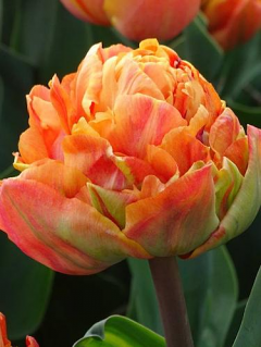 Tulip 'Valdivia' 