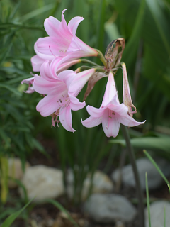 Amaryllis Belladonna (Pack of 3) 