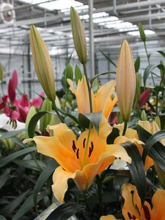 Lily 'Valverde'