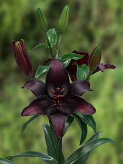 Lily 'Blackstone'