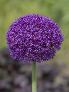 Allium Ambassador 