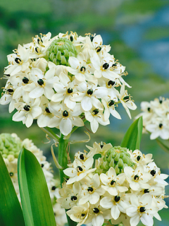 Ornithogalum Saundersiae (Pack of 5)