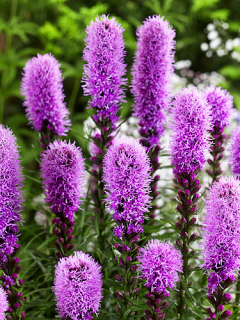 Liatris Spicata (Pack of 10 Bulbs)