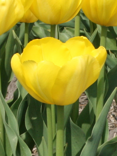Tulip 'Yellow Angel' 