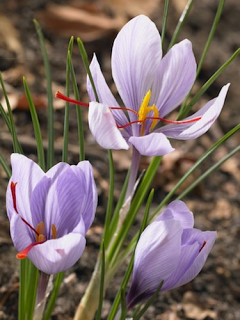 Crocus Sativus 