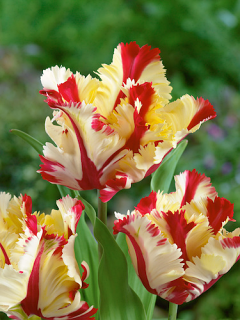Tulip 'Flaming Parrot' 