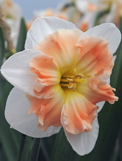 Narcissus 'Mallee' 