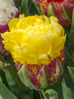 Tulip 'Ice Cream Banana' 