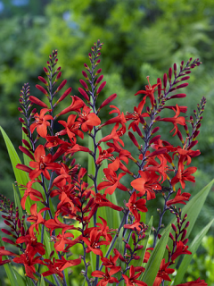 Crocosmia Lucifer (Pack of 15)