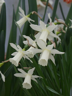 Miniature Narcissus 'Elka' 