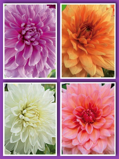 Pastel Beauty Mixed Dahlias (Pack of 12 Tubers/Bulbs)