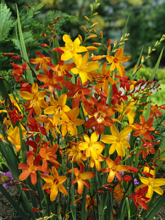 Crocosmia Mixed (Pack of 20) 