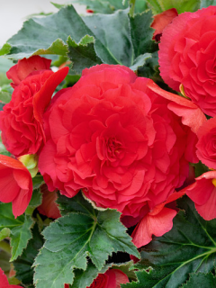 Begonia Double Red (Pack of 5)