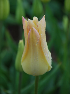 Tulip 'Elegant Lady'