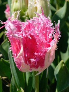 Tulip 'Drakensteyn' 