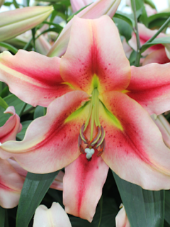 Lily 'Olympic Torch'