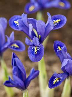 Iris 'Reticulata'