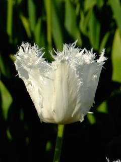 Tulip 'Noordeinde' 