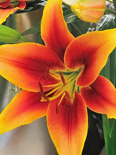 Lily 'Kaveri'