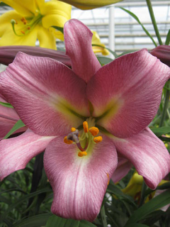 Lily 'Pink Perfection' group
