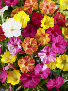 Mirabilis Jalapa (Pack of 10)