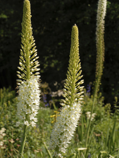 Eremurus Himalaicus