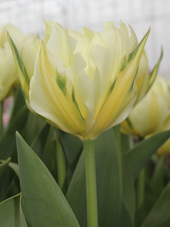 Tulip 'Exotic Emperor'