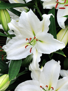 Lily 'Crystal Blanca'