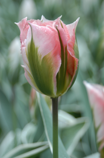 Tulip 'China Town'