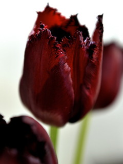 Tulip 'Vincent Van Gogh'