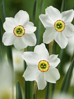 Narcissus 'Pheasant's Eye' 