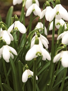 Galanthus Nivalis (Pack of 20) (Common Snowdrop)