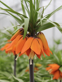 Fritillaria Imperialis Aurora 