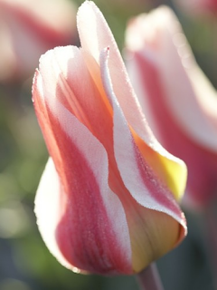 Tulip 'The First'
