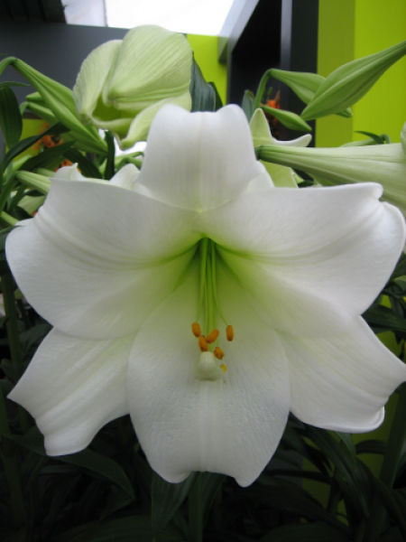 Lily 'White Heaven'