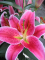 Lily 'Stargazer'