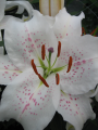 Lily 'Muscadet'