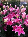 Sorbonne Lily: In bud and flower