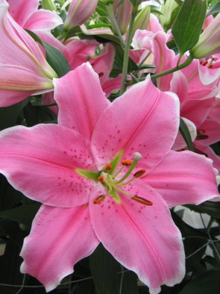 Lily 'Sorbonne'