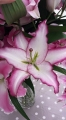 Hotline Lily Bulbs