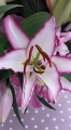 Hotline Lily Close Up