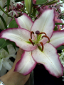 Lily 'Hotline'