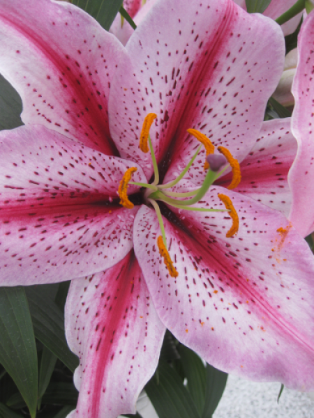 Lily 'Tiger Edition'