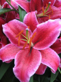 Lily 'Corvara'