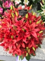 Lily Display of Original Love lilies