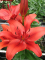 Lily 'Original Love'
