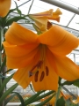 African Queen Close Up