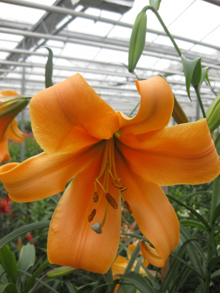 Lily 'African Queen' group