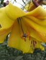 Lily 'Golden Splendour'