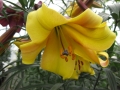 Golden Splendour Close Up
